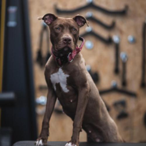 טאי טוטי מואיס